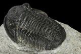 Detailed Gerastos Trilobite Fossil - Morocco #119004-5